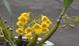 鼓槌石斛怎么养才开花? 鼓槌石斛怎么养才会开花