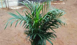 凤尾竹怎么养长得快? 怎么养凤尾竹