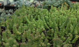 钱串子怎么养才茂盛? 如何养殖钱串子