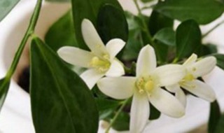 九里香怎么养才能开花? 如何养殖九里香