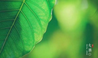 2021年大暑五行穿衣指南 2021年大暑五行如何穿衣