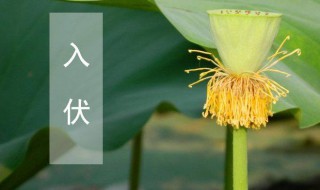 几号入伏2021 2021年的初伏时间