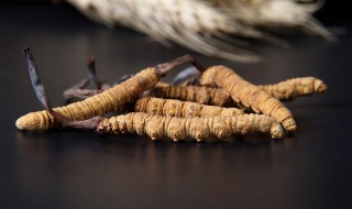 虫草老鸭汤的做法 虫草老鸭汤怎样做