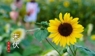 哪天入伏2021年头伏 2021年头伏是哪一天