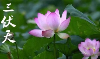 2021年入伏是几月几号 2021年出伏是哪一天