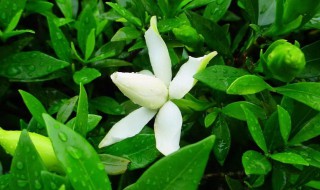 栀子花苞没开就掉了怎么办? 栀子花没开花苞就掉了怎么处理