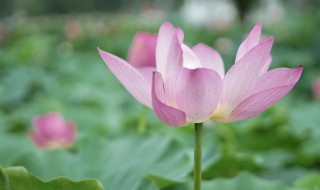 什么时候入伏2021 2021年头伏时间