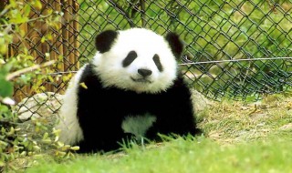 国宝大熊猫的作文 国宝大熊猫的文章