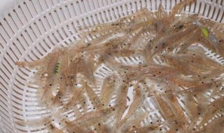 小米虾怎么养不会死? 小米虾如何养不会死