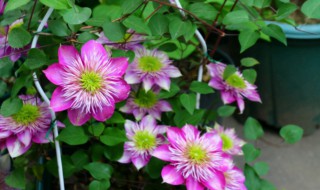 买回来的铁线莲小苗怎么养护? 养护铁线莲小苗