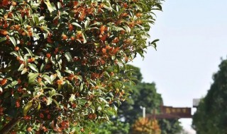 桂花树怎么养才长得好? 怎么养桂花树