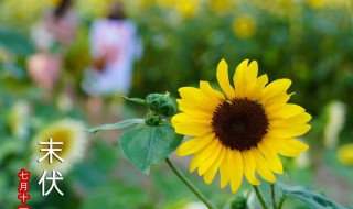 初伏到中伏多少天2021 2021初伏中伏末伏分别是多少天