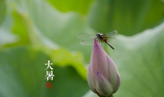 大暑和芒种属于夏天节气吗 大暑和芒种是否属于夏天的节气