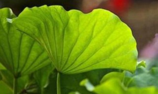 2021年大暑是农历多少星期几 2021年大暑是何时