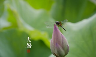 大暑进补吃什么 大暑进补吃的食物