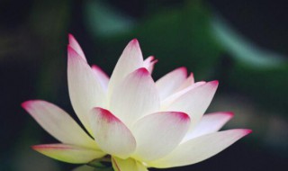 2021年大暑几点几分 2021年大暑是什么时候