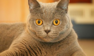 Kitten什么意思 Kitten指的是什么