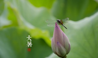 节气大暑是什么意思? 节气大暑的意思