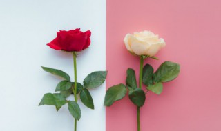 西方情人节的传说有什么 西方情人节的传说是啥