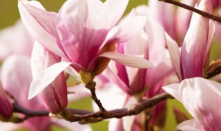 四月的别称和雅称 四月份是什么星座