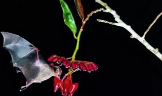 蝙蝠是超声波还是次声波 蝙蝠靠什么定位