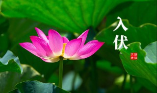 2021三伏天从什么时候开始 2021三伏哪天出伏