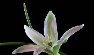 伯利恒之星的花语及含义是什么 伯利恒之星的花语及含义分享