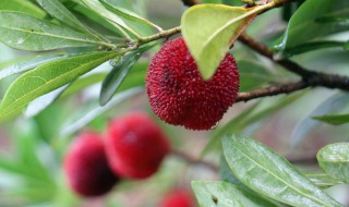 杨梅酒做法 自酿杨梅酒怎么做