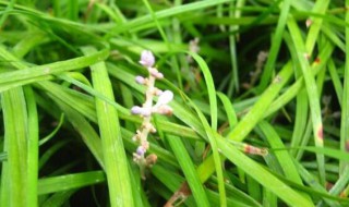 关于袋草含义是什么 袋草含义是啥