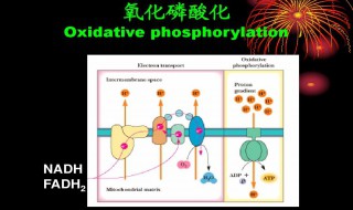氧化磷酸化名词解释 生化名词解释氧化磷酸化