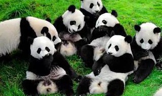 成都大熊猫繁育研究基地介绍 成都大熊猫繁育研究基地简介