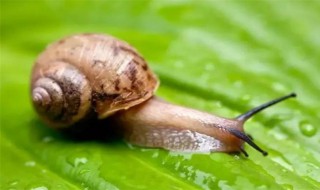 蜗牛的两对触角分别有什么作用 蜗牛的触角是用来做什么的