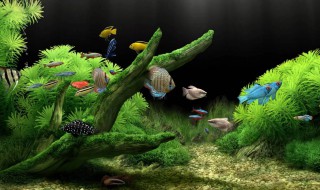 鱼缸黄水的原因和处理方法 鱼缸黄水怎么办