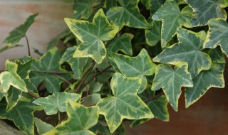 卫生间养什么植物除臭 卫生间放这几种植物除臭效果最好