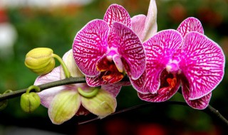 如何养蝴蝶兰 蝴蝶兰养护方法