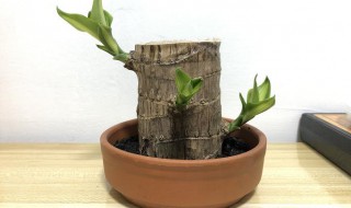 幸运木巴西木的养殖方法和注意事项 幸运木巴西木如何养殖