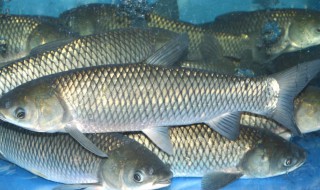 草鱼怎么养长得快 草鱼如何养长得快