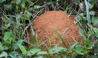 蚂蚁怎么养才能养活 如何养蚂蚁