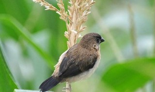 鸟吃玉米苗怎么办 鸟吃玉米苗的解决办法