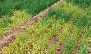 小麦打除草剂发黄叶子发干怎么办 小麦打除草剂发黄叶子发干的解决方法
