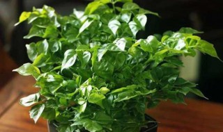 室内幸福树怎么养才能更旺盛 室内幸福树养殖技巧