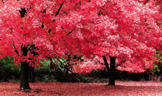 网购红枫树如何上盆 网购红枫树上盆步骤