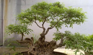 黄荆树桩盆景怎样栽种 黄荆树桩盆景栽种方法
