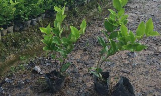 小树苗怎么种植 小树苗如何种植