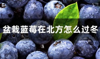 北方种植蓝莓怎么越冬 盆栽草莓过冬方法分享