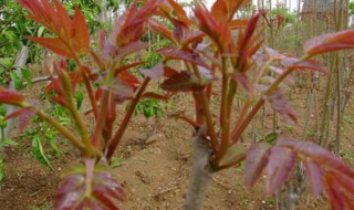 香椿树怎么繁殖 香椿树怎样繁殖