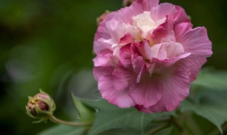 芙蓉花芙蓉花的功效与作用 芙蓉花的功效与作用是什么