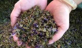 葛花葛花怎么喝 葛花的喝法