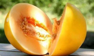 黄金蜜瓜的功效与作用及禁忌 黄金蜜瓜的功效与作用及禁忌有哪些