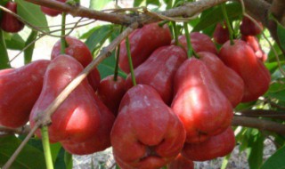 莲雾果的功效与副作用 莲雾果的功效与副作用有哪些